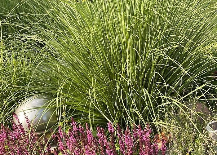 Lieblingsplatz Lissberg